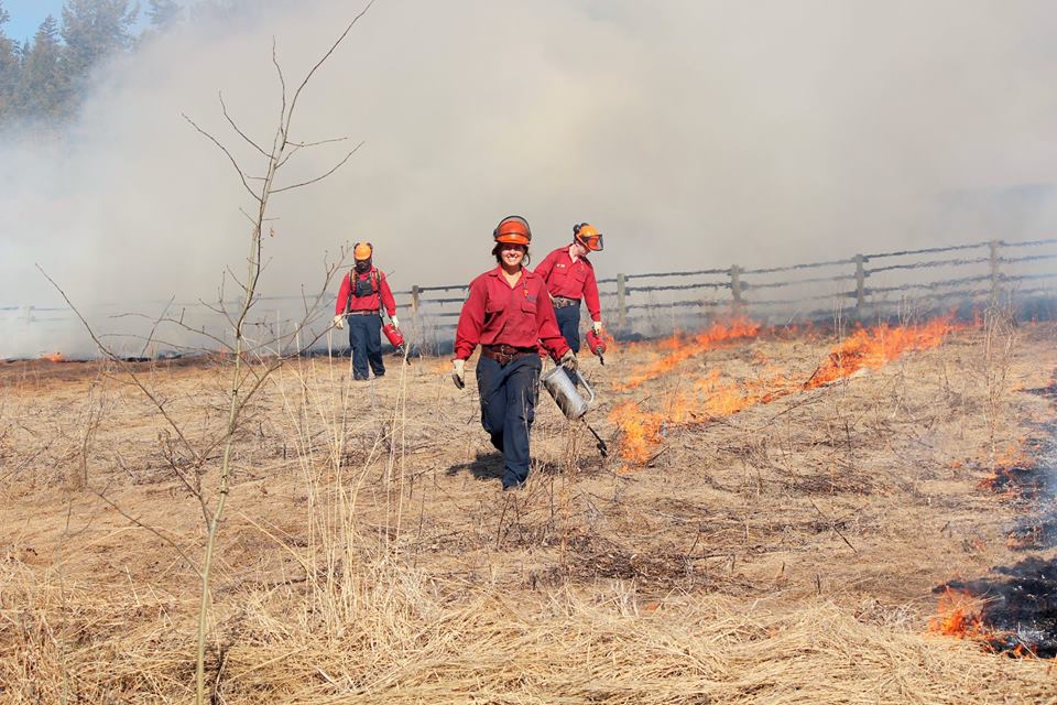 Prescribed burns to restore cariboo-chilcotin grassland
