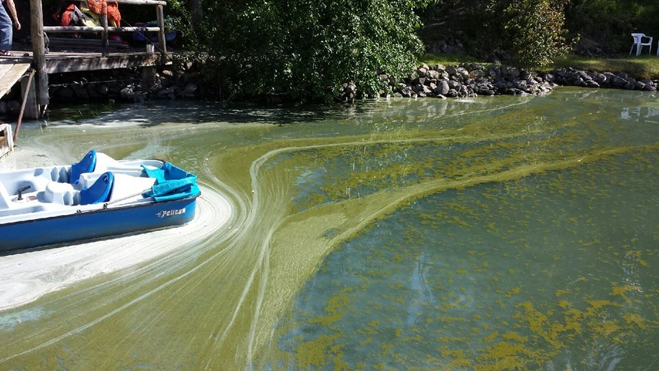 Algae Bloom at Horse Lake – An Update