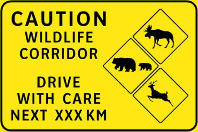 Wildlife Collisions on the Rise in South Cariboo