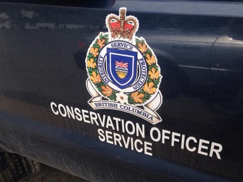 Conservation Investigating Bear Shooting in 100 Mile House