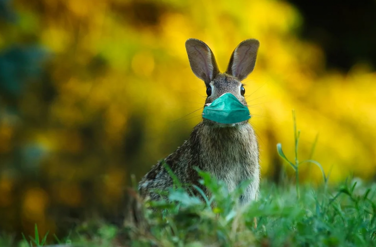 Horgan declares Easter Bunny as an essential service in B.C.