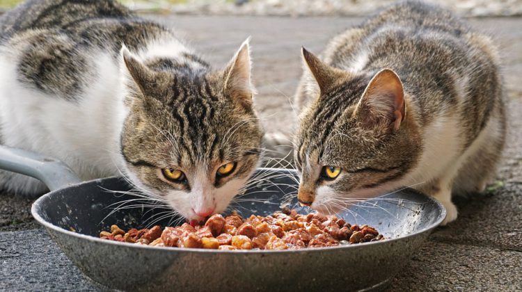 Not too long ago found cat virus traced to a litter of kittens discovered close to Williams Lake