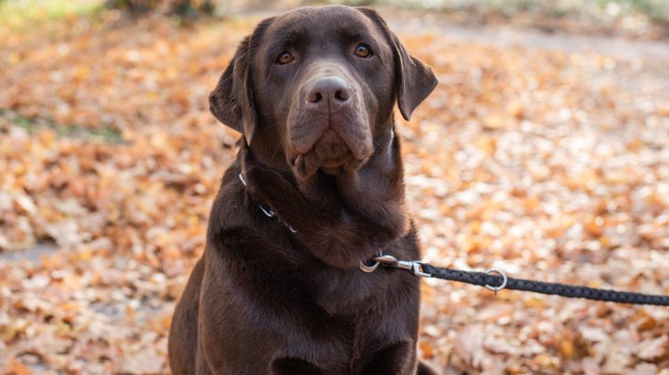 Walk for Dog Guides is Making its Return This Month
