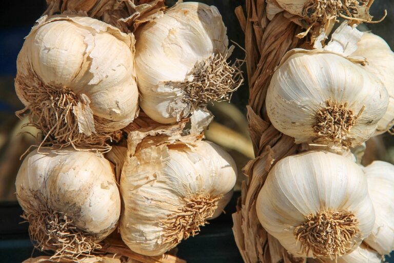 Garlic Fans Excited to See The Return of a Popular Festival
