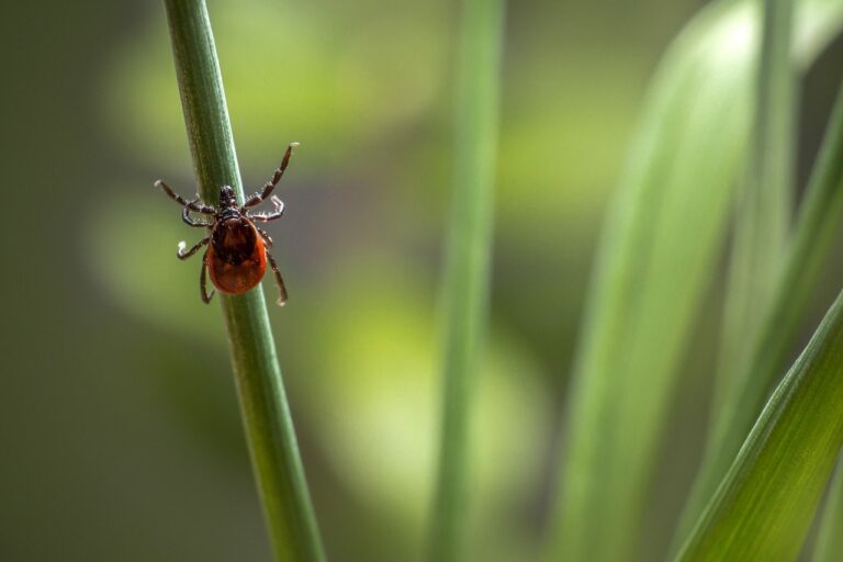 Tick Season Brings Precautions to Take