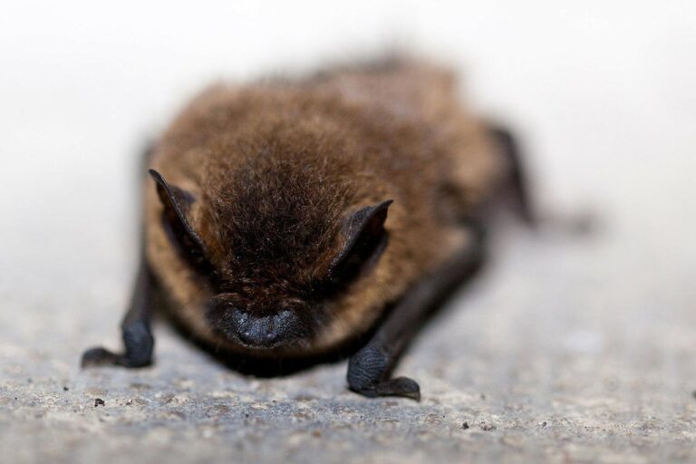 What You Need To Know About Bats Before Heading To The Backcountry