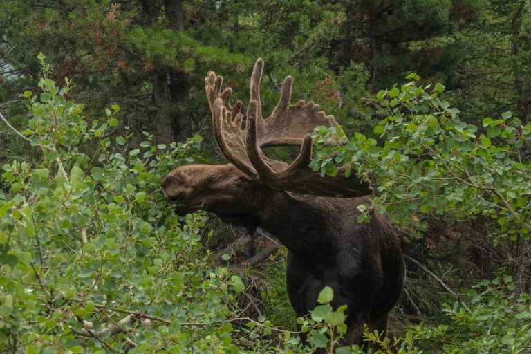 Tŝilhqot’in Nation in Opposition of B.C. Moose Harvest Allocation