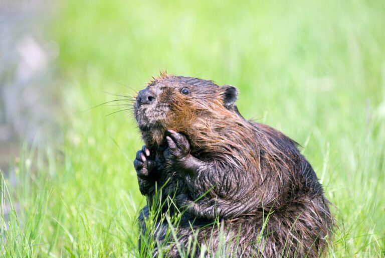 Williams Lake Looking at Solutions for Beaver Dam.