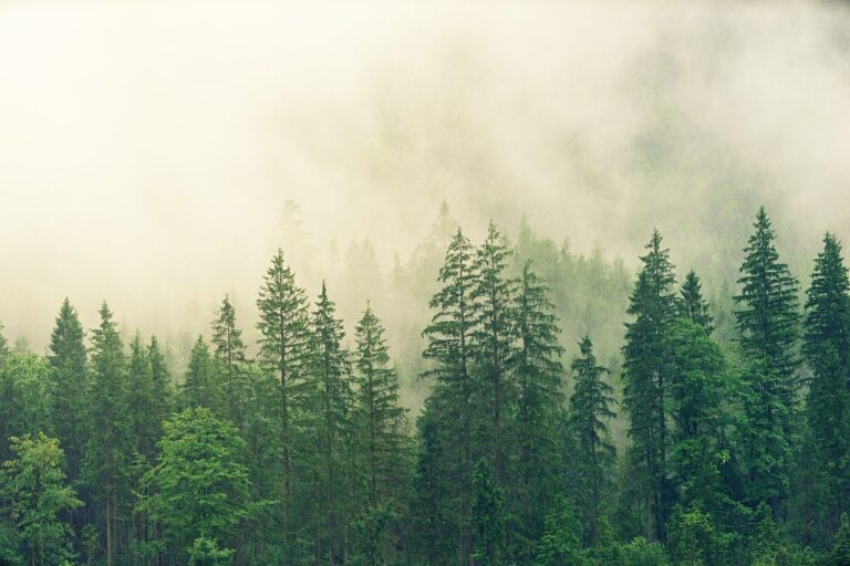 Update: Fog advisory ended for Prince George, Cariboo areas