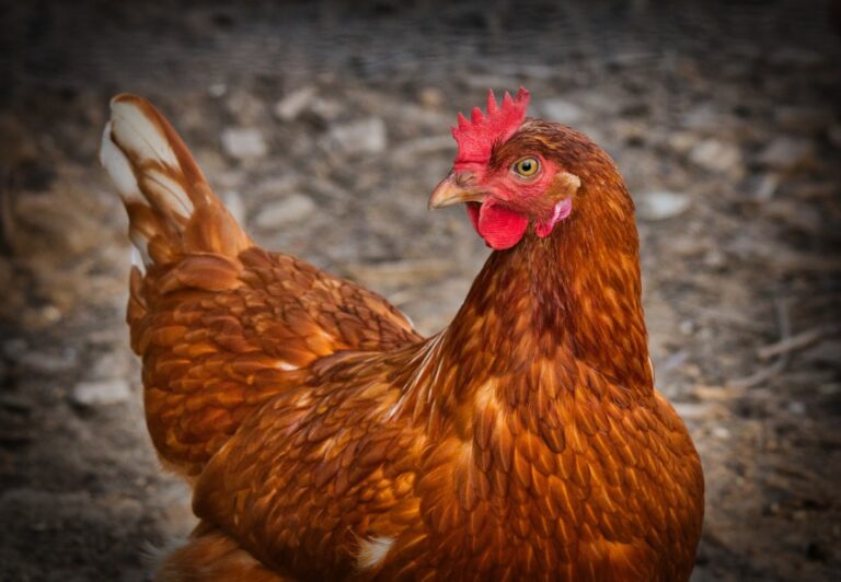 Avian flu virtual sessions available for small flock owners