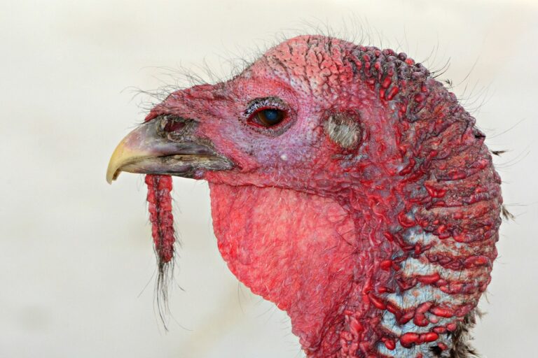 Turkey Day Raises A Lot Of “Scratch” For The 100 Mile Food Bank